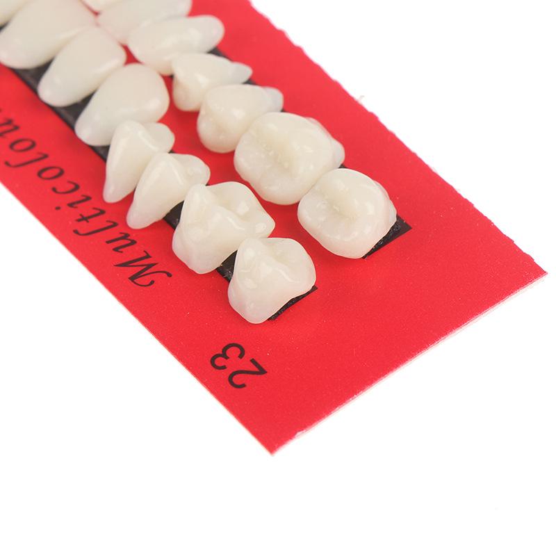 28-Tooth Dental Teaching Model Set