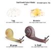 Frog Life Cycle Model Set: Tadpole to Frog Educational Toys for Kids
