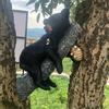 Cute Black Bear Cub Garden Statue, Tree Branch Decor with Honeycomb & Bee Accents for Outdoor Yard, Fence or Indoor Wall Decoration