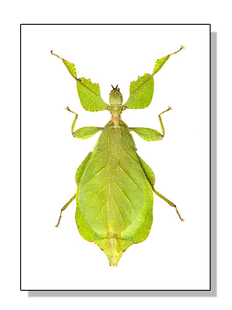 HD-Druck, Insektenkäferrassen-Sammlung, Poster und Druck, Leinwandgemälde, Retro-Wandkunst für Wohnzimmer, Heimdekoration, Cuadros