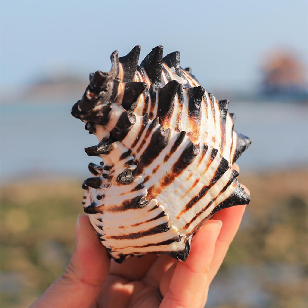 Perline Naturali In Conchiglia A Spirale Per Gioielli Fai-da-Te - 150-200 Pezzi, Foro 1-2 Mm, Ideali Per Creazioni Boho E Decorazioni Nautiche