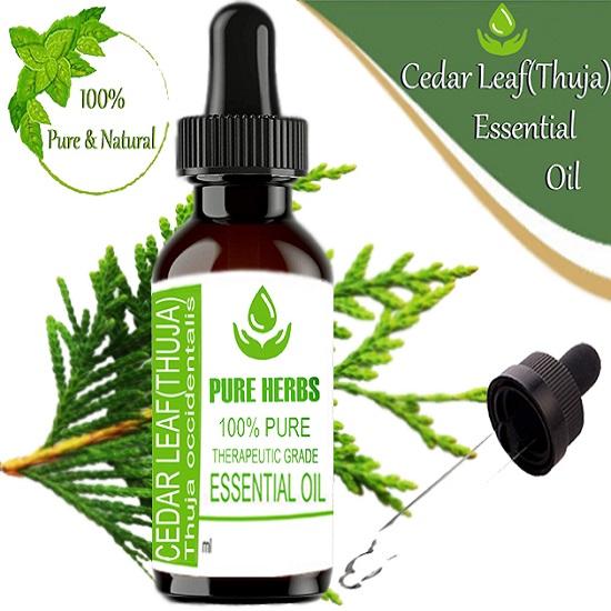 Erbe Pure Foglia di Cedro-Tuia (Thuja occidentalis) Olio essenziale di grado terapeutico puro e naturale in plastica con contagocce
