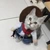 Haustier Hund Katze Kostüm Cowboy Jeans Hoodie Shirts Halloween Kostüm Jumpsuit Welpen Kleidung Lustiger Mantel