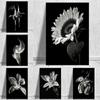 Black And White Flowers Sunflower Lily Prints Poster Canvas Painting Modern Wall Art Pictures For Living Room Bedroom Home Decor