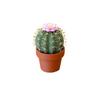 Mini Cute 3D Printed Cactus Salt and Pepper Shakers - Forgecore Spikey Spices
