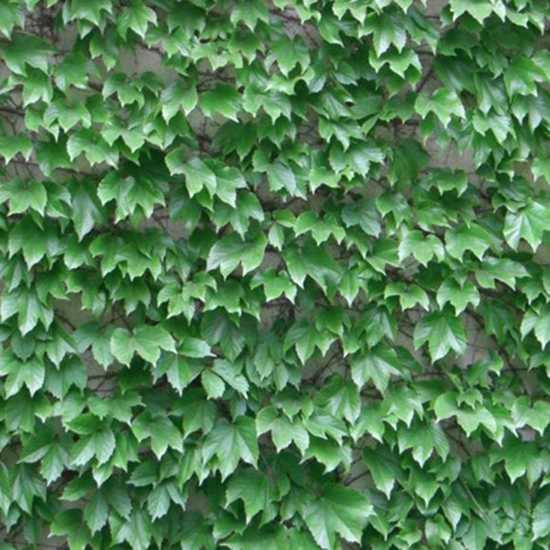 50pcs Green Boston Ivy Seeds Parthenocissus Tricuspidata DecorClimbing Tree K2X5 50pcs Green Boston Ivy Seeds Parthenocissus Tricuspidata DecorClimbing Tree K2X5