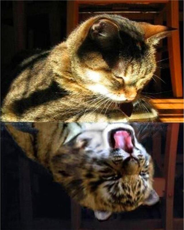 Diamond Painting Coffee Flower Landscape Seaside 5D DIY Diamond Embroidery Sale Tiger Animal Cross Stitch Rhinestones Mosaic Handmade Gift