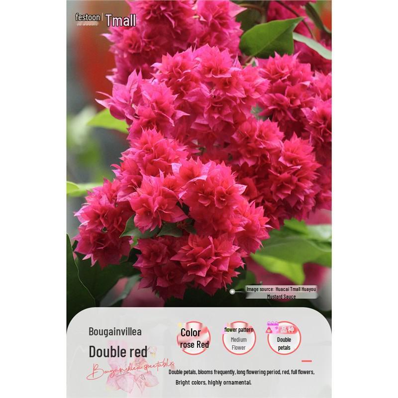 Large Bougainvillea Climbing Plant with Flowers - Indoor/Outdoor Greenery for Balcony and Courtyard