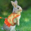 Kaninchen Geschirr und Leine Kleintierkleidung für Kaninchen Meerschweinchen Kleintier