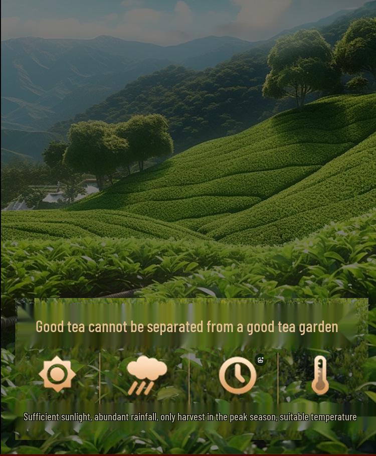 Premium Jin Jun Mei & Tie Guan Yin Tea Gift Set for New Year and Spring Festival - Perfect for Elders