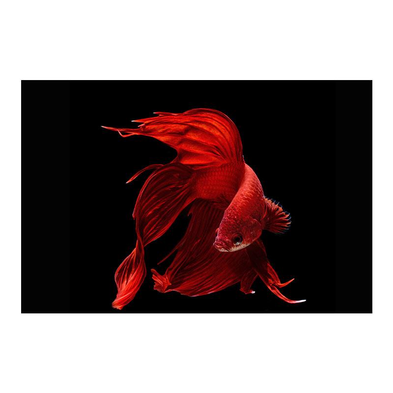 

Картина на холсте Betta, настенное искусство, картины с красными рыбками, подводные постеры и принты с изображением животных, декор гостиной, Quadro 40x60cm No Framed