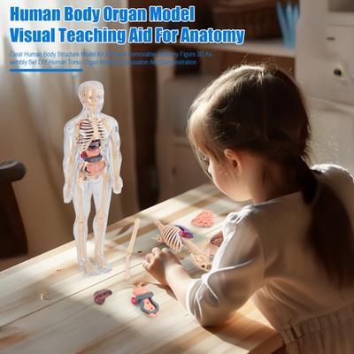 Průhledná stavebnice modelu lidského těla 28dílná odnímatelná anatomická figura