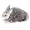 Realistic Plush Bunny High Simulation Rabbit Hair Sturdy Sturdy Soft Comfortable Widely Used Bunny