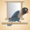 Funny Wooden Bird Toy Mirror Stand Platform Toys for Parrots Cockatiel Vogel