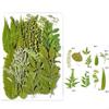 35Pcs Natural Pressed Dried Leaves Set For Candle Making Jewelry Making Art Craft Bookmarks Crafting Scrapbooking