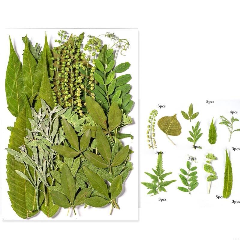 35Pcs Natural Pressed Dried Leaves Set For Candle Making Jewelry Making Art Craft Bookmarks Crafting Scrapbooking