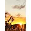 Japanese Landscape Postcard AIR Hokkaido Autumn Dusk Susuki Photography Yoshio Iwasawa