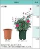 Richelle Rose Pot No. 6 Dark Green