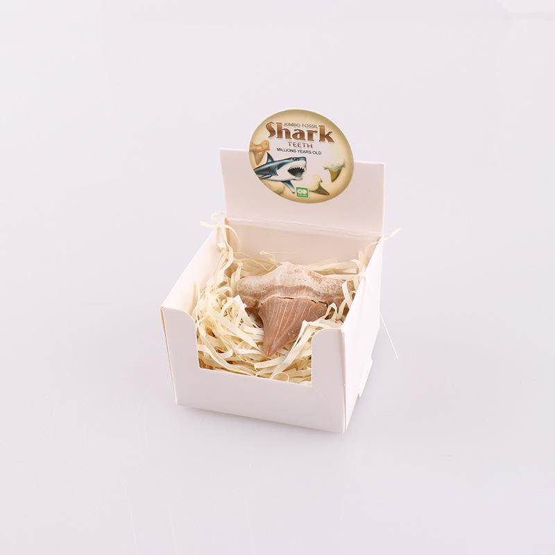 

Велика акула зуб копалини прикраса студент іграшки науки освіта подарунок сувенір