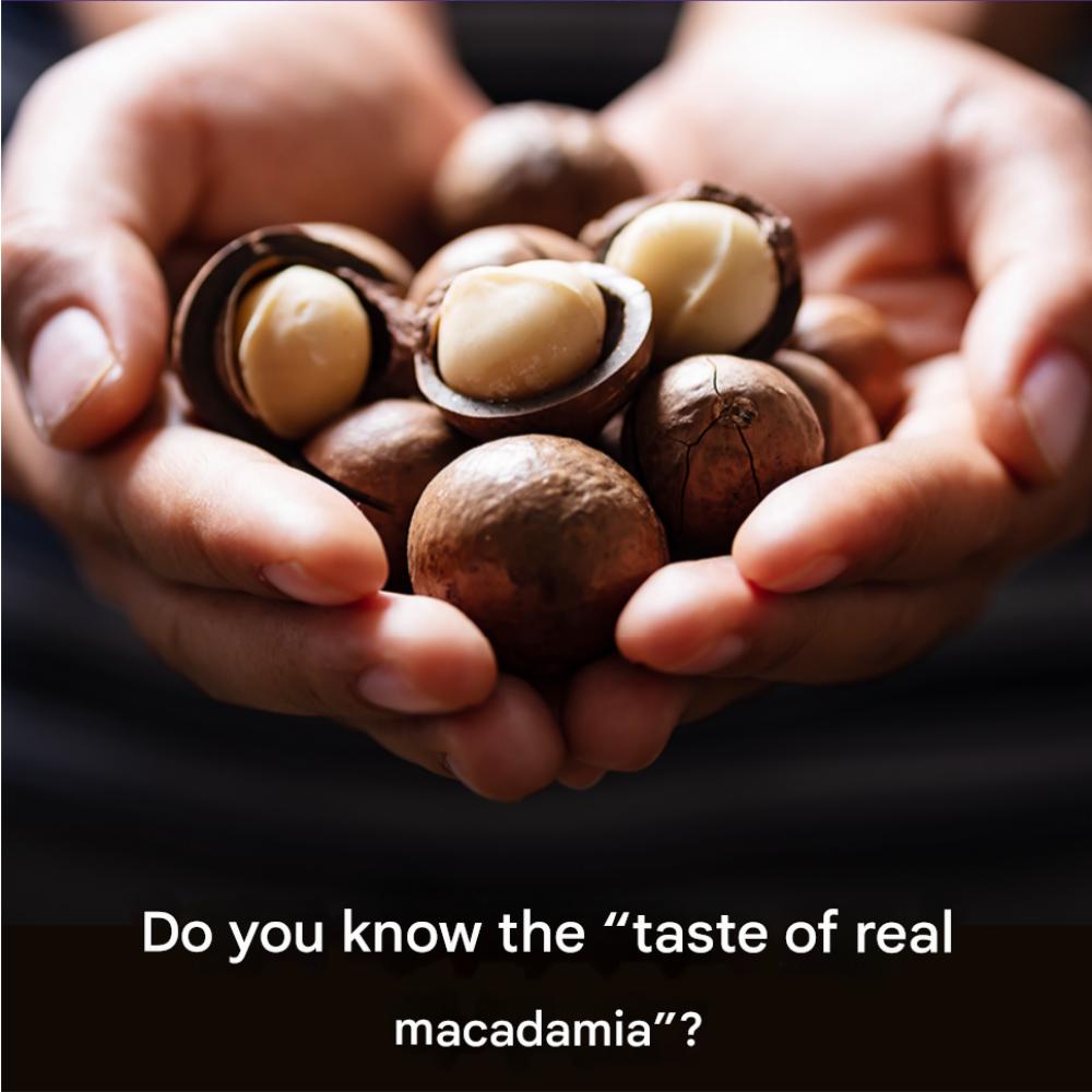 Hello Macadamia Australian Cut-Nut in Shell Vanilla, 115g, Shell Opener included