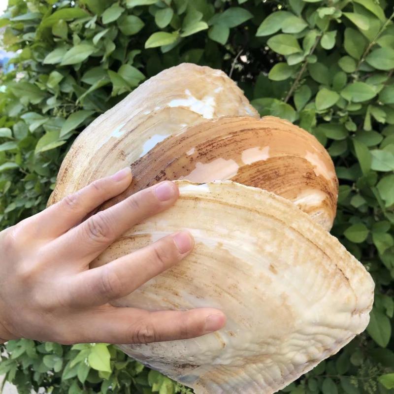 Natural Seashells and Freshwater Pearls for Home Decor, Aquariums, and Creative Crafting