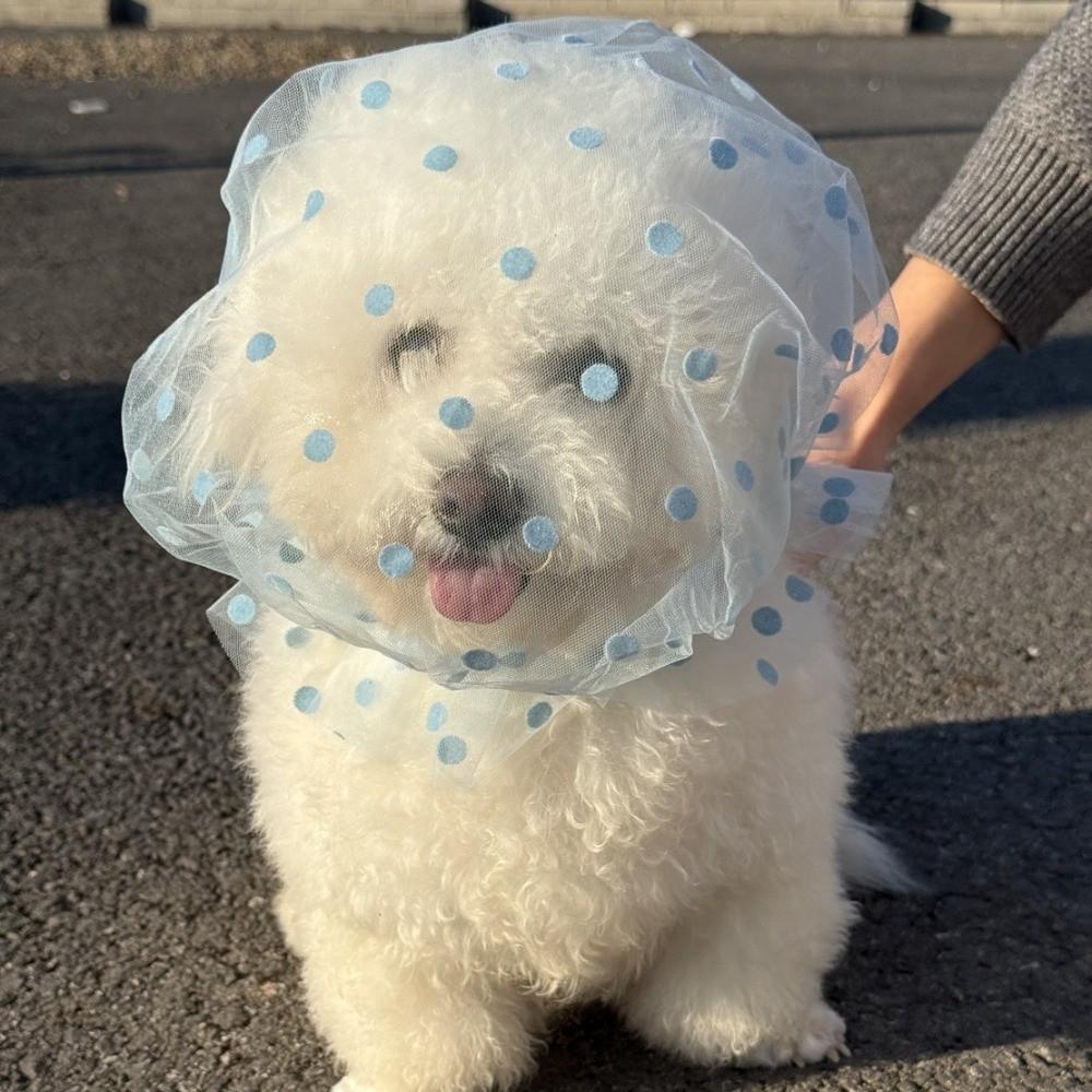 Mesh Dog Anti Licking Headgear Adjustable Dog Protective Mask Prevent Random Eating