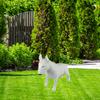 Bull Terrier, Bully I – Life-size Dog Statue, 1:1 Scale Figure | Art-Dog
