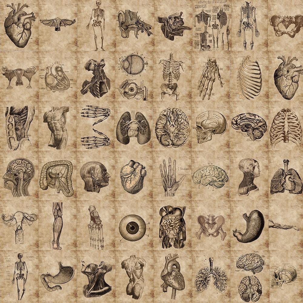 10/56 Pezzi Adesivi Creativi di Anatomia e Fisiologia Adesivi Graffiti dello Scheletro Umano per Fai da Te Valigia Laptop Adesivi per Bicicletta