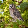 Weatherproof Bird Control Solution Fake Owls To Keep Your Property Bird