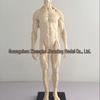 30cm Artystyczny Model Szkieletu Ludzkiego z Żywicy, Biały, Mięśniowy, do Anatomii i Sztuki CG.