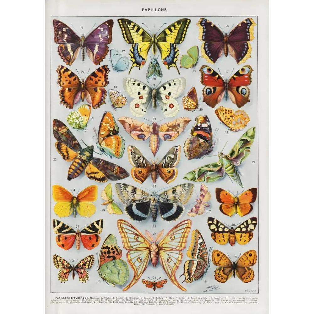 Arte Murale Classica Vintage Piante Fungo Fiore Medicinale Insetto Farfalla Verdura Zucca Carota Tela Poster ad Olio e Stampe