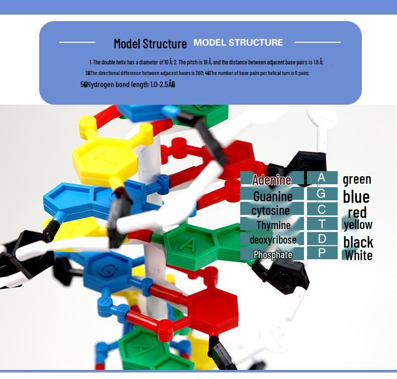 Qinghua 60cm DNA Double Helix Model for Biology Teaching