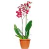 20PCS Plant Support Stakes with Fix Clip Sturdy Plant Support Sticks for Flowers and Vegetables Easy Installation Clear