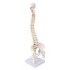 Vertebral Column Model Flexible Spine Caudal Vertebra Anatomical Model with Spinal Nerves for Science Classroom Teaching