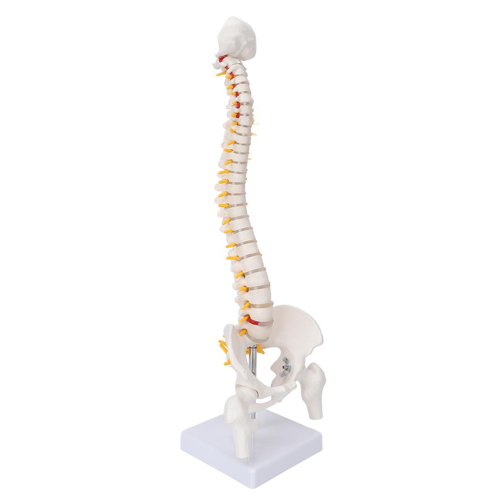 Vertebral Column Model Flexible Spine Caudal Vertebra Anatomical Model with Spinal Nerves for Science Classroom Teaching