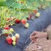 Yousheng 50/100Pcs U-shaped Ground Stake Anti-Rust Garden Pile Easy Installation Reusable Multipurpose Garden Landscape Piles