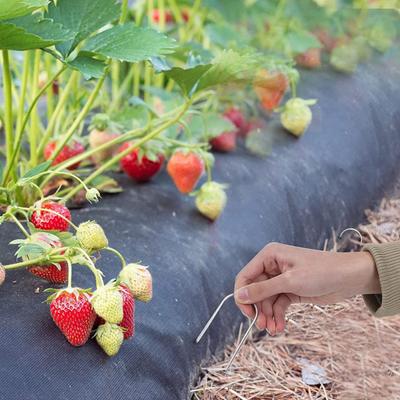 Ferramentas de jardinagem – Fitas e clipes para amarração de plantas