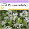 Mahaleb Cherry - 30 Seeds - Prunus Mahaleb