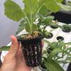 Hydroponics Pots Net Cup Round Bucket Slotted Mesh Container Plastic Baskets Plant Vegetable Grow Nursery Cups Garden Tools