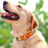 Maßgeschneidertes Personalisierbares Nylon-Leder-Hundehalsband mit Haustier-ID-Tag 5ft Leine Seil Set für Mops und andere Rassen