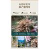Té Detox Natural Ophiopogon Japonicus Soporte Energético Herbal 150g