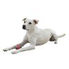 Dog Toy - Kerbl - Rugby Toyfactic - Turquoise/red - 12x7.5 Cm - Durable