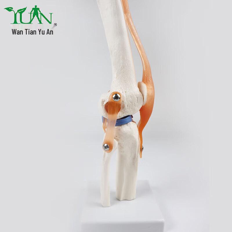 Human Major Joint Anatomical Model with Ligaments
