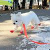 Silicone Dog Boots Waterproof Anti-Slip Pet Shoes 2pcs Paw Protectors All Weather Cute Dog Walking Shoes