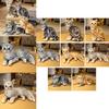 Realistic Simulation Cat Stuffed Plush Toy For Kids Home Decor And Gift