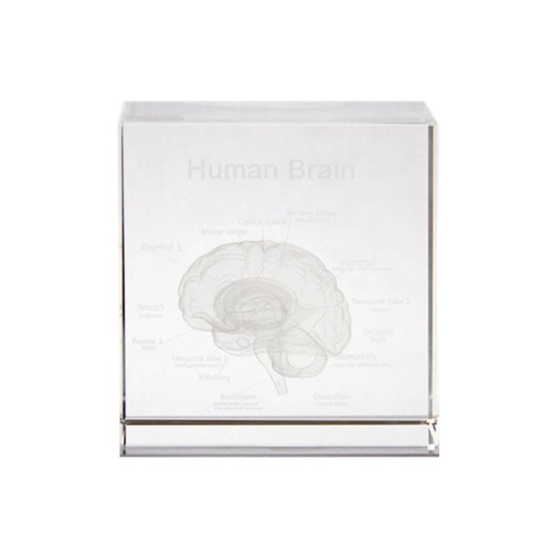 

Elegant 3D Crystal Human Head Model As Decorative Office Ornament Enhancing Intellectual Space with Scientific Pattern