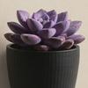 3D Printed Wall Planter, Hanging Indoor Flower Pot for Succulents, Minimalist Black Plant Holder for Home Office