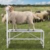 Supporto per bestiame Supporto per tosatura capre Altezza 21"-33" 47x23 in Piano del tavolo Bianco