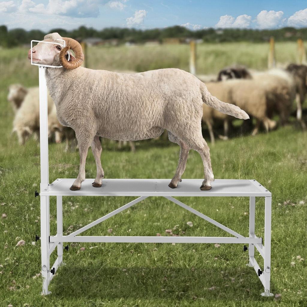 Supporto per bestiame Supporto per tosatura capre Altezza 21"-33" 47x23 in Piano del tavolo Bianco