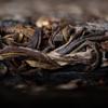 Tè Puer 2021 Old Comrade Dong Guo Gu Shu Sheng, famoso tè Puer crudo di montagna, vecchio albero, 500 g